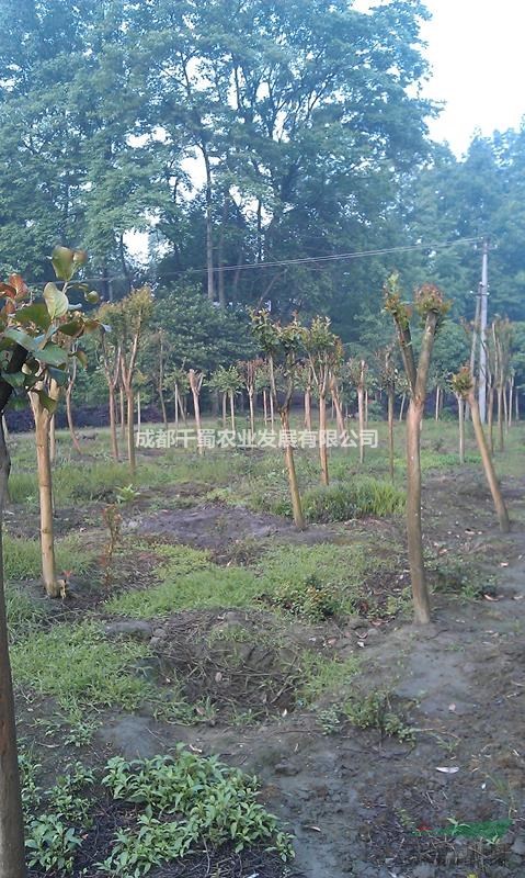 高桿紫薇基地 四川原生紫薇基地  紅花紫薇樹