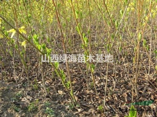 連翹苗，當年藥用連翹苗，0.3公分-0.4公分粗連翹苗價格