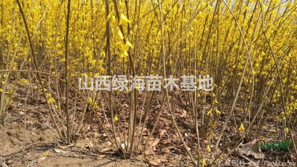 連翹苗，當年藥用連翹苗，0.3公分-0.4公分粗連翹苗價格