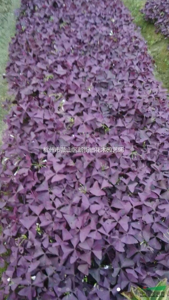 紫叶酢浆草供应/紫叶酢浆草图片 紫叶酢浆草价格