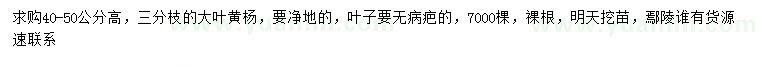 求購高40-50公分大葉黃楊