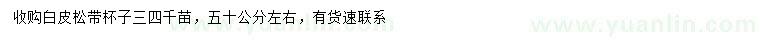 求購50公分左右白皮松
