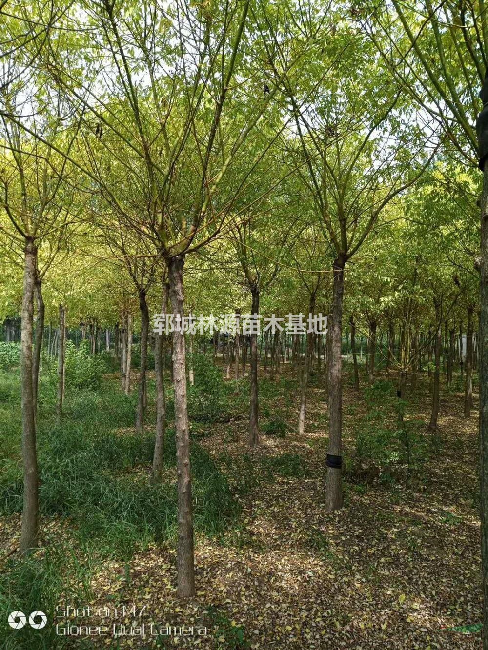 山東黃金槐介紹/特征/用途
