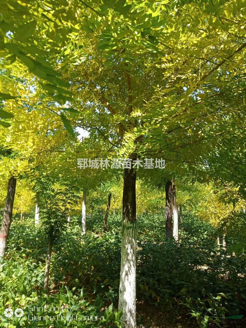 山東黃金槐介紹/特征/用途