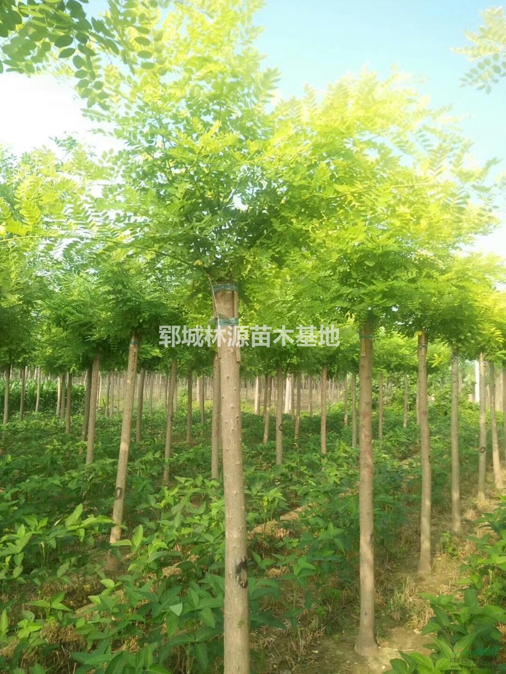 山東黃金槐4介紹/特征/用途