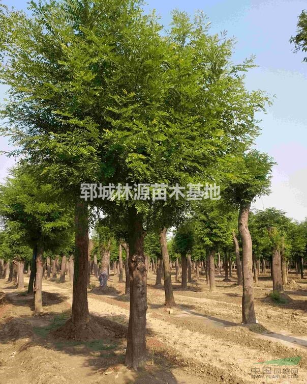 皂角行情報價/皂角圖片展示