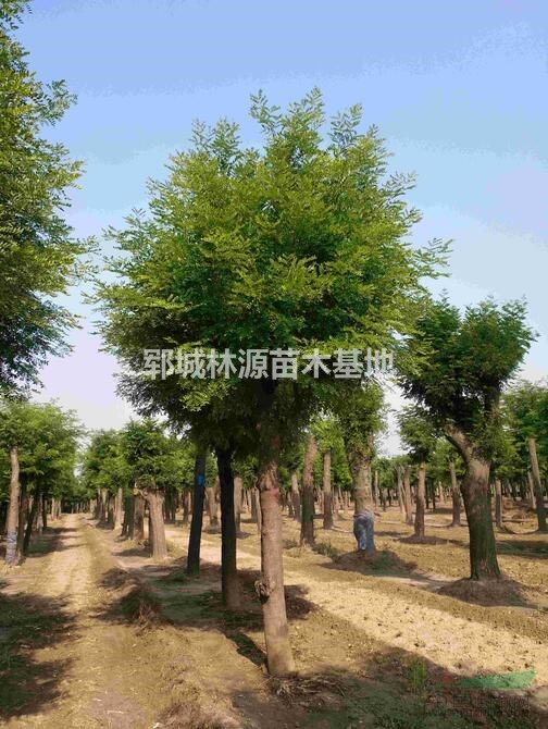 皂角行情報價/皂角圖片展示