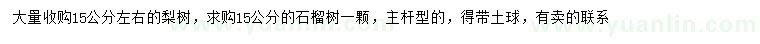求購15公分左右梨樹、15公分石榴樹