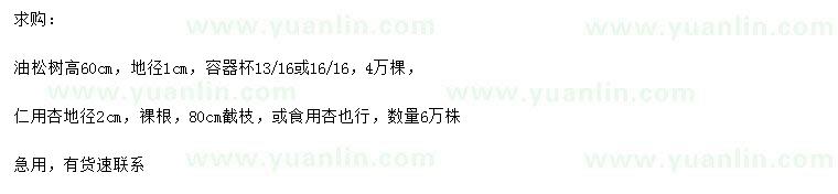 求購高60公分油松、地徑2公分仁用杏