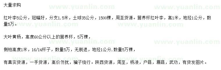 求購紅葉李、大葉黃楊、側(cè)柏