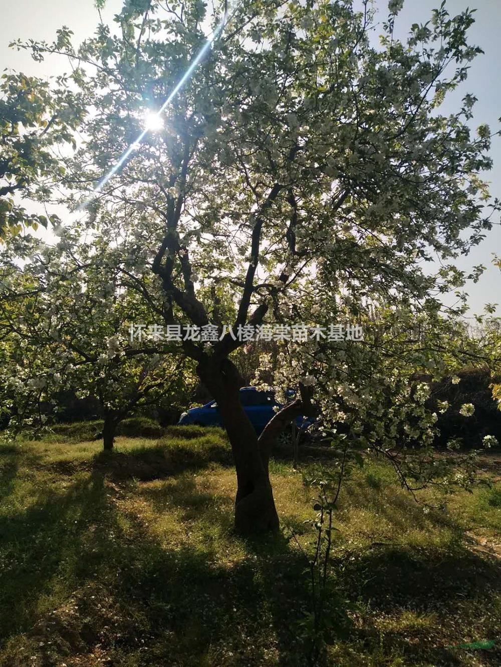 河北八棱海棠2哪里好/哪家便宜