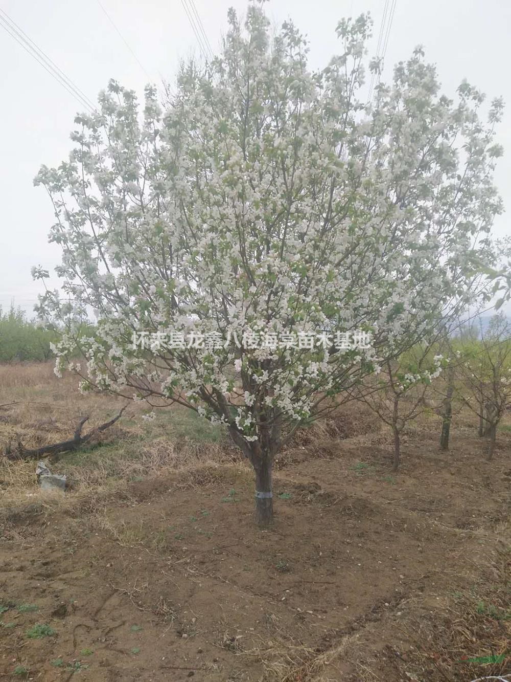 優(yōu)質(zhì)特價八棱海棠3產(chǎn)地直銷