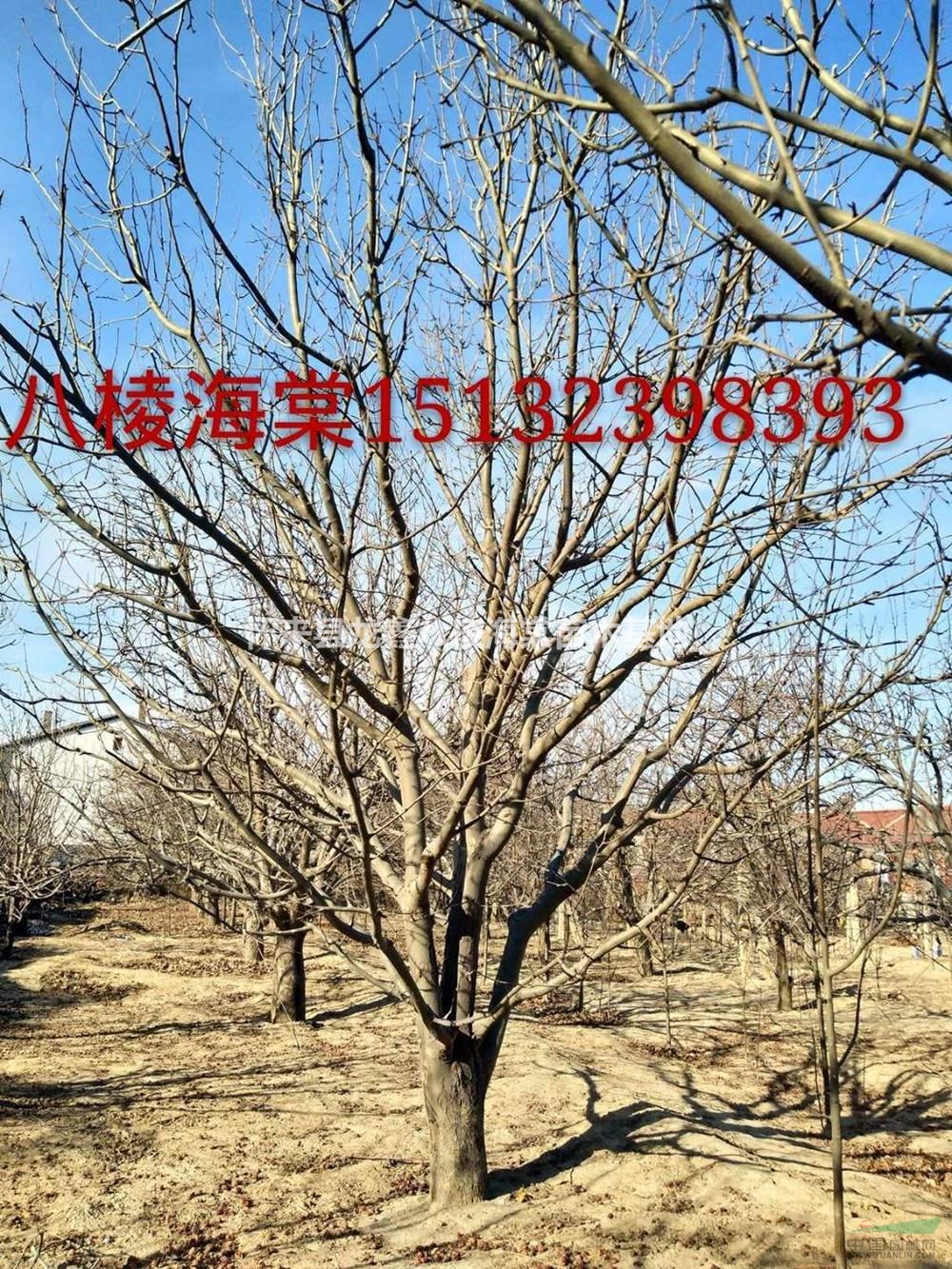 優(yōu)質(zhì)特價八棱海棠3產(chǎn)地直銷