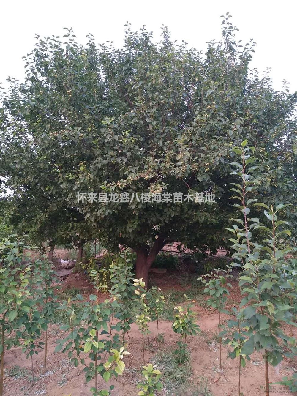 八棱海棠4圖片/八棱海棠4報(bào)價(jià)