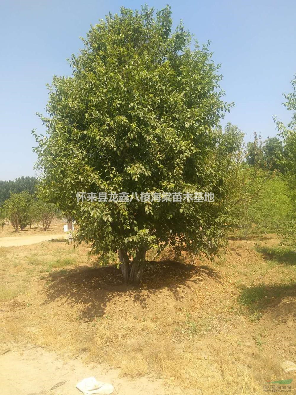 河北八棱海棠9介紹/特征/用途