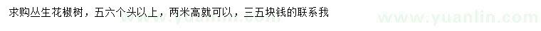 求購(gòu)高2米叢生花椒樹(shù)