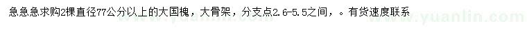 求購77公分以上國槐