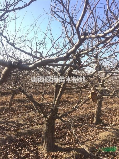山西山楂樹·山楂樹適合哪里種植·山楂樹生長特性·山楂樹哪里多