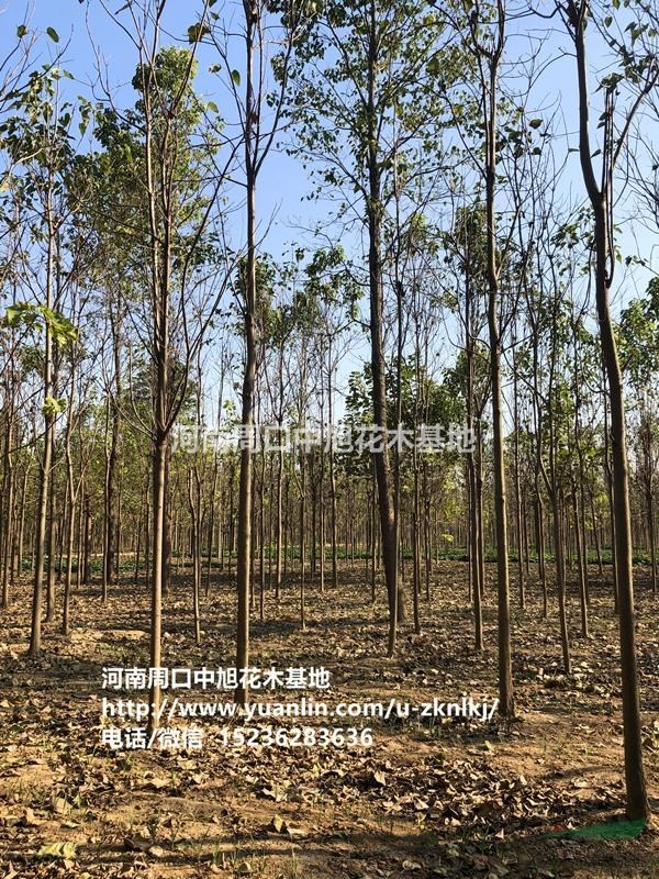 中旭園林1-30公分梓樹急售，欲購(gòu)從速