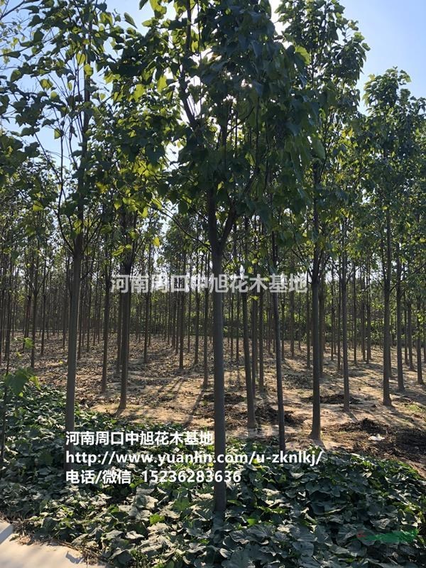 中旭園林1-30公分梓樹急售，欲購(gòu)從速