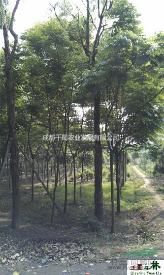 欒樹基地直供   搖錢樹   溫江欒樹苗圃  欒樹工程苗