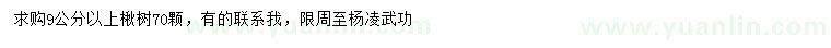 求購9公分以上楸樹