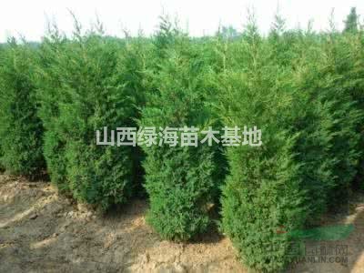 蜀檜 蜀檜價(jià)格批發(fā) 蜀檜供應(yīng) 蜀檜大量直銷