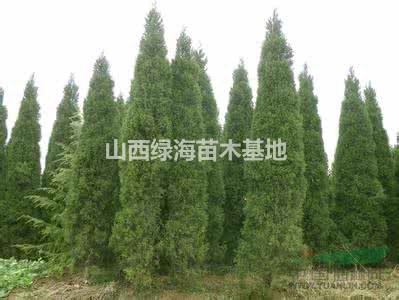 蜀檜 蜀檜價(jià)格批發(fā) 蜀檜供應(yīng) 蜀檜大量直銷