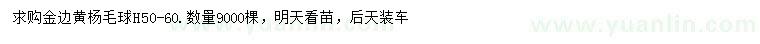 求購高50-60公分金邊黃楊球
