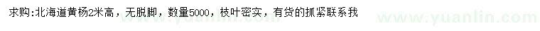 求購高2米北海道黃楊