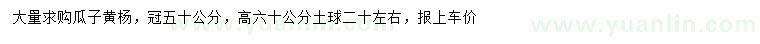 求購高60公分瓜子黃楊