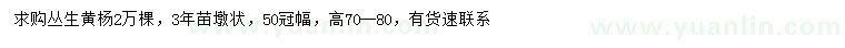 求購高70-80公分叢生黃楊
