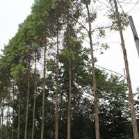 桉树6-7公分*新价格 桉树批发种植基地供应