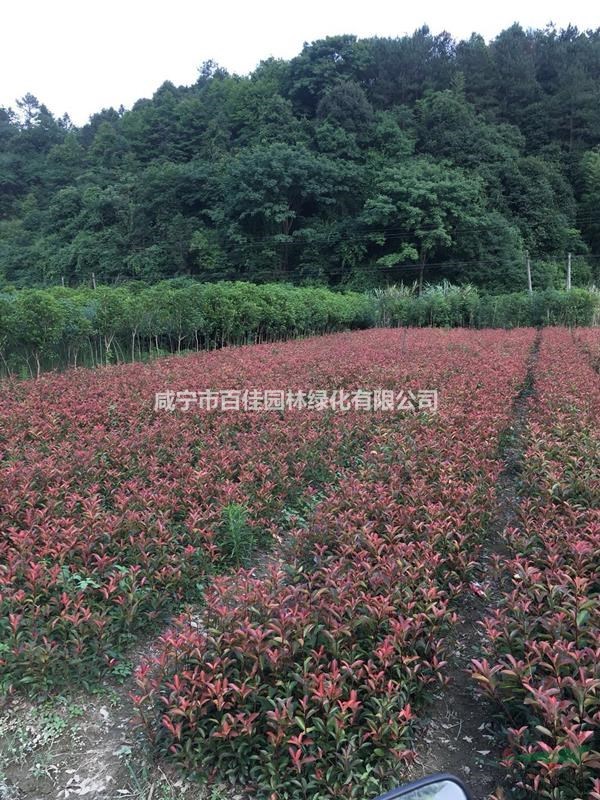 桂花苗，香樟苗，紅葉石楠，鵬璟園林公司