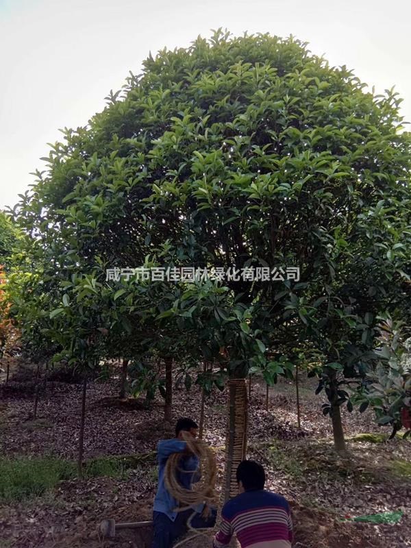 2米高桂花苗價格，鵬璟園林基地