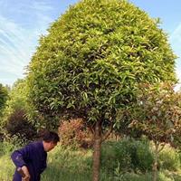 4公分桂花，8公分桂花.15公分桂花樹批發(fā)，咸寧鵬璟園林綠化