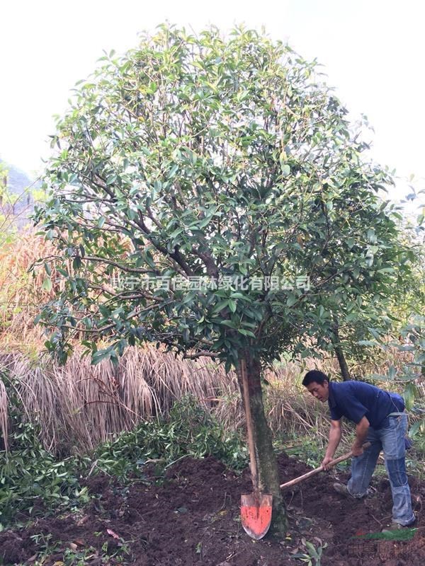 桂花樹(shù)多少錢(qián)，10公分桂花樹(shù)價(jià)格，鵬璟園林基地