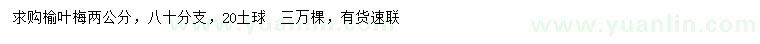 求購2公分榆葉梅