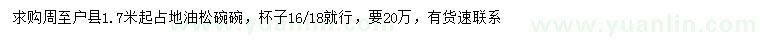 求購1.7米起占地油松