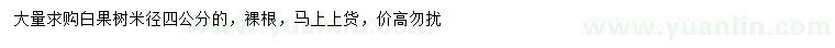 求購米徑4公分白果樹