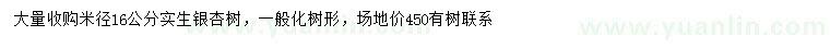 求購米徑16公分銀杏