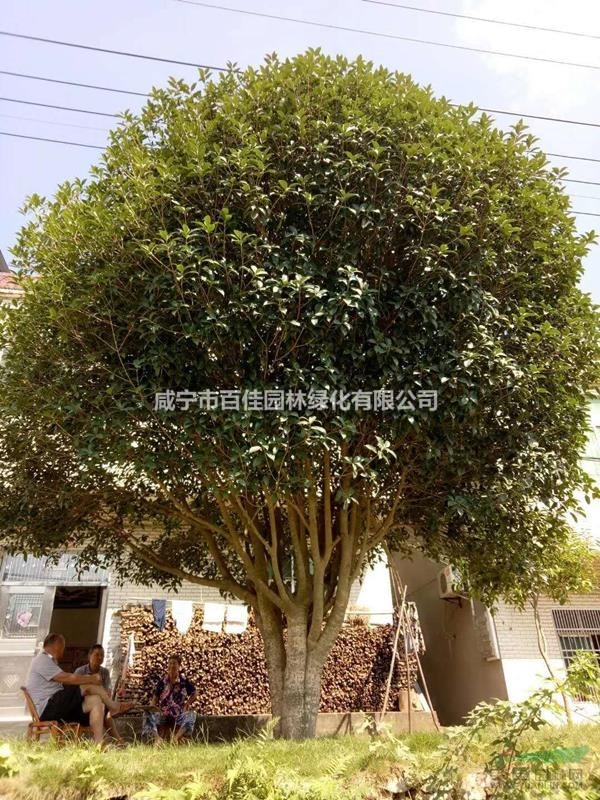 叢生30公分桂花樹價格，大桂花樹價格