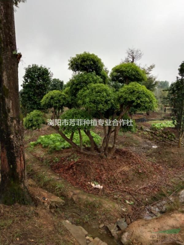 湖南特色造型樹成活高造型小葉女貞 造型紅花繼木 造型赤楠 杜