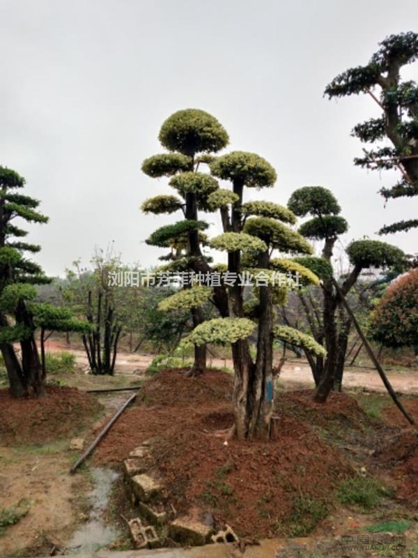 湖南特色造型樹成活高造型小葉女貞 造型紅花繼木 造型赤楠 杜