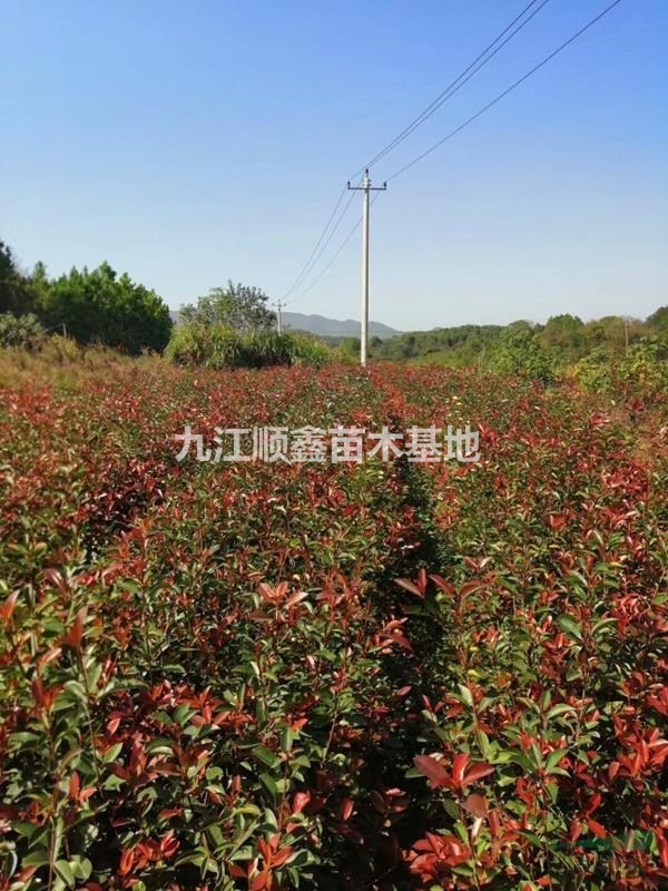 我公司常年供應(yīng)，紅花繼木小苗，紅葉石楠小苗