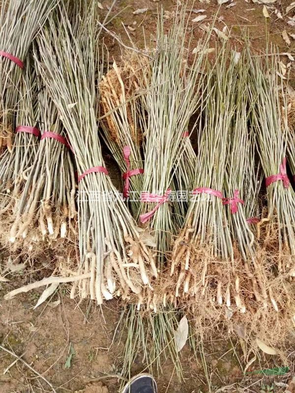 無(wú)患子小苗價(jià)格批發(fā)·一年生無(wú)患子小苗基地