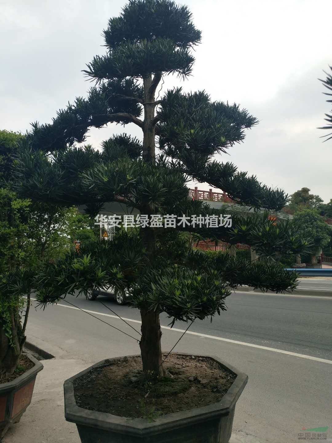 羅漢松造型20公分價(jià)格50000元