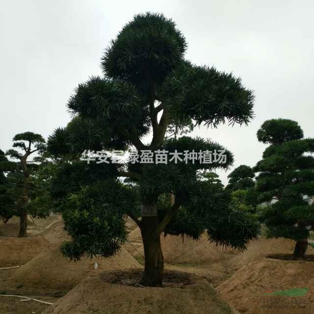 羅漢松造型20公分價(jià)格50000元