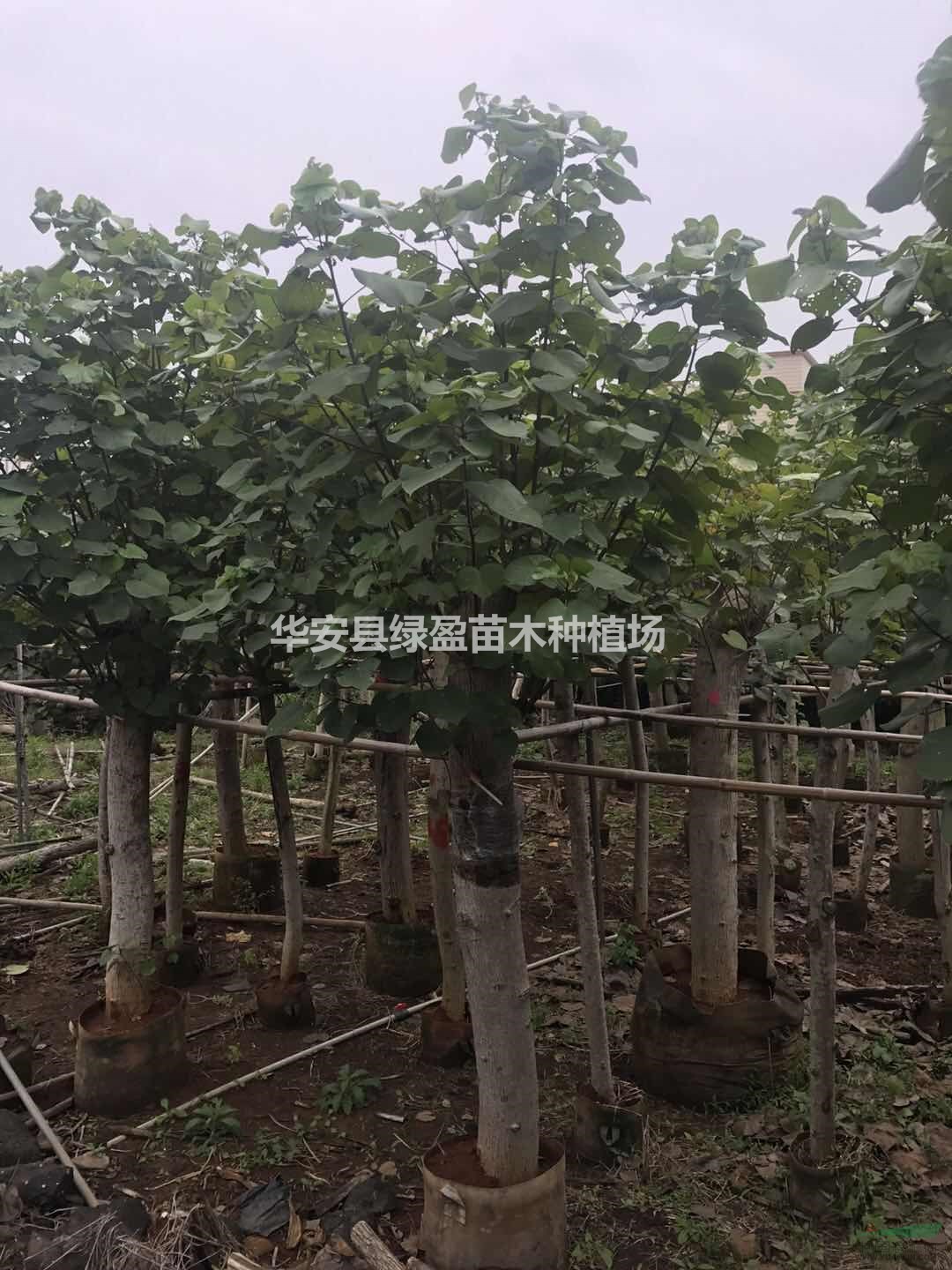 黃槿8公分-20公分 價(jià)格300元起