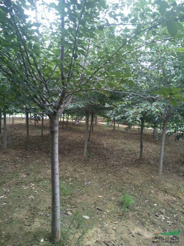 山東青島出售高桿櫻花櫻花便宜高1.8米，粗度2到12公分